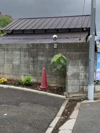 A red traffic cone stands next to a concrete wall with a green plant growing nearby. Behind the wall, a dark-roofed building is visible under a cloudy sky. Flowers in various colors are planted along the edge of the walkway.