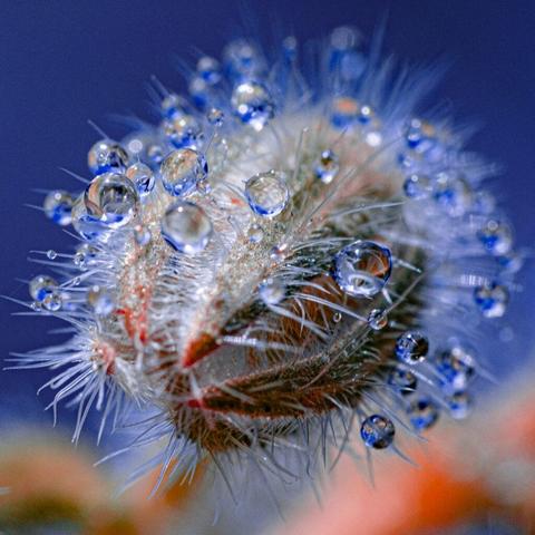 Water droplets cover the spiny hairs on a plant.