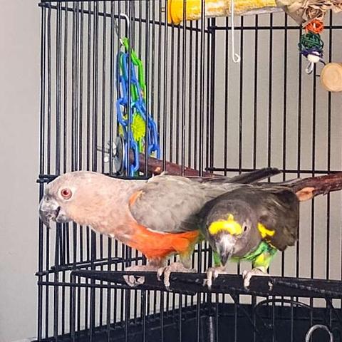 two medium sized parrots sitting on the open drawbridge-like door of a black cage; on the left Maxwell is light brown with an orangish-red belly...on the right Elliot is dark grey with a yellow band across his brow, yellow epulets on his wings, and a bright green belly.