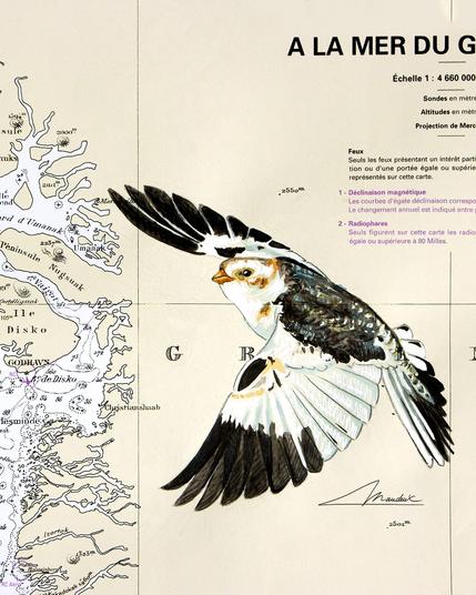 bruant des neiges (ou plectrophane des neiges) 🐦, mâle en plumage internuptial (soyons précis !). Peint sur une carte marine du Groenland avec de l'aquarelle, de l'encre noire, et du crayon de couleur.