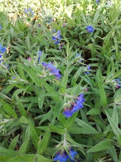 Mehrere gleiche Pflanzen mit länglichen grünen Blättern und kleinen blauen Blüten.
Oben ist das Bild durch starke Sonneneinstrahlung unscharf.