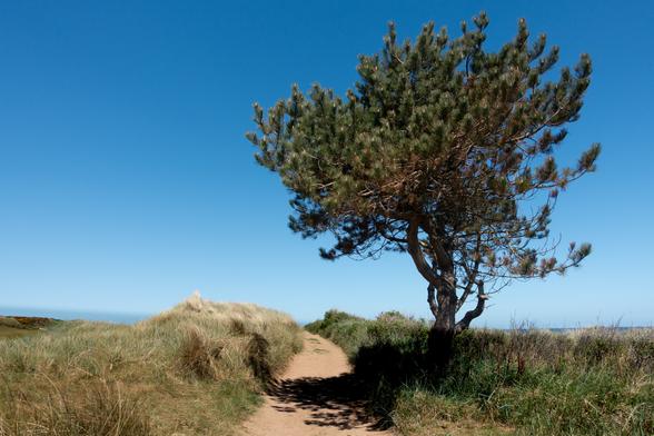Colour photograph of a sandy footpath running away from the viewer with, marram grass and sand dunes on both sides. To the right of the frame is a twisted pine tree. The sky is blue.