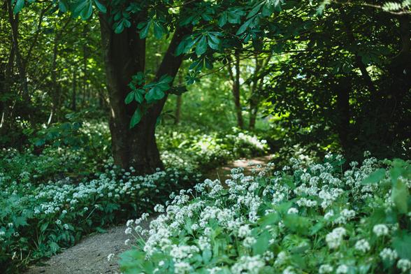 A footpath leads through woods with a large tree with a thick trunk on the left-hand side and all around are many many wild garlic flowers.