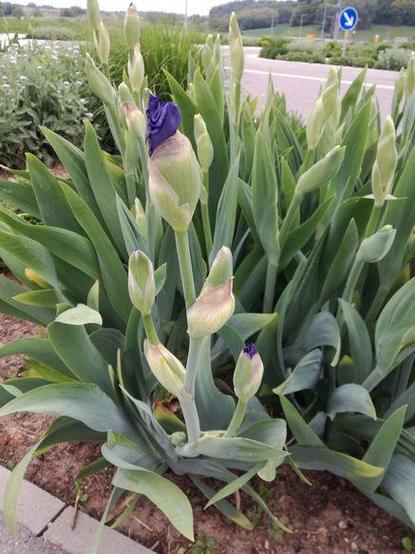 Grüne Iris-Pflanzen mit mehreren Knospen und einer blauen Blüte am Straßenrand auf einer gemulchten Fläche, im Hintergrund ein Verkehrsschild.