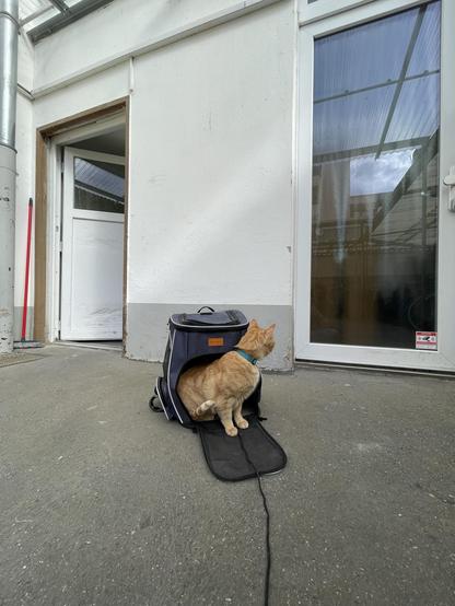 Gucci, der orangene Kater, schaut ängstlich aus seinem geöffneten Katzenrucksack hinaus. Noch traut er sich nicht ein paar Schritte in den umliegenden Hinterhof zu gehen.