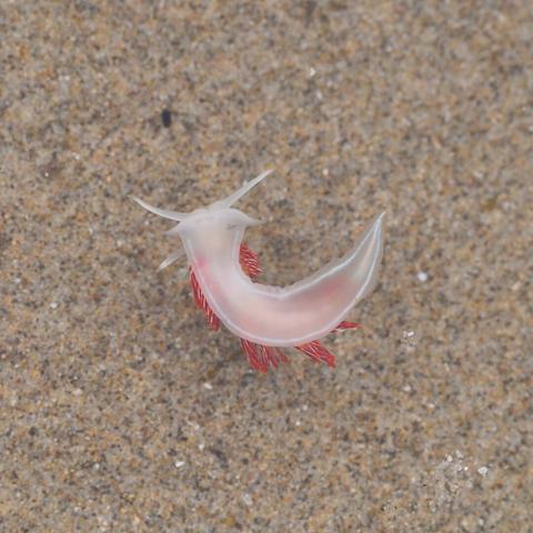 A Horned Nudibranch Floating in a puddle. it is translucent white with red cerata.