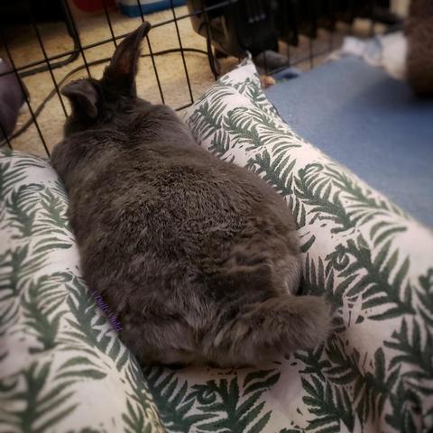 Small grey rabbit lying in a cushioned bed with her tail toward the camera. A power cord is stretched across the floor outside her enclosure and out of reach.