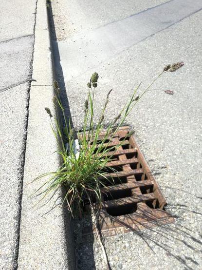 Gras wächst an einem rostigen Gully am Straßenrand an der Bordsteinkante.