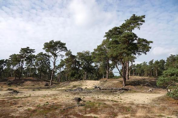 Ik maakte een wandeling op de Utrechtse Heuvelrug bij Driebergen van 14 kilometer over landgoed Heidestein, over Bornia en door Austerlitz. Een mooie wandeling. Wandel je mee? 👇

https://jtravel.nl/nederland/wandelingen/wandeling-op-de-utrechtse-heuvelrug-bij-driebergen/ 

#tragetocht #driebergen #bornia #heidestein #austerlitz
