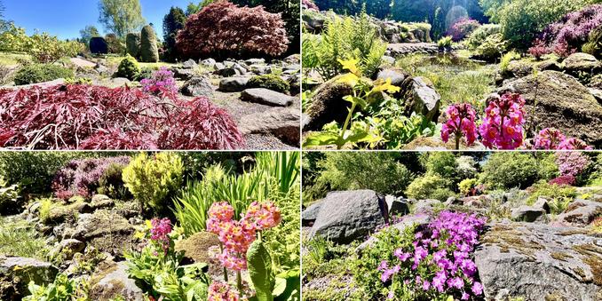 Four photo collage: sunny, warm, early summer day, deep blue sky, bright, sparkling colours. A rock garden and pond with a variety of plants, most flowering, and nearby trees. Pinks, purples, bright greens, dark greens, deep red, yellow.