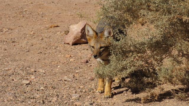 Neugierig schaut ein kleiner Fuchs hinter einem Busch hervor.