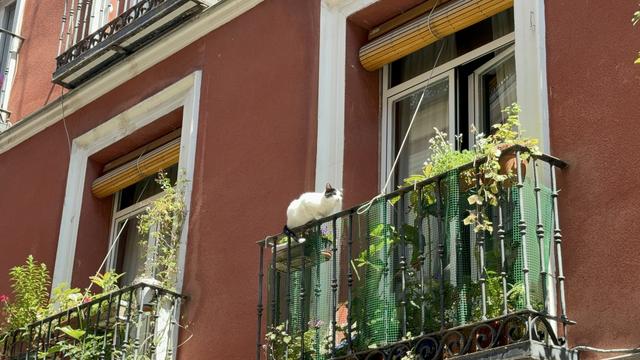 Gatito gordito, de pelo mayormente blanco con cola y orejitas negras sentado en el riel del pasamanos de un balcón en Madrid, cogiendo sol.