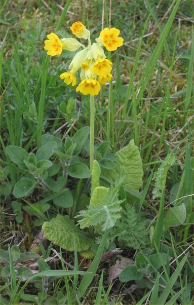 Foto van een Gulden sleutelbloem.