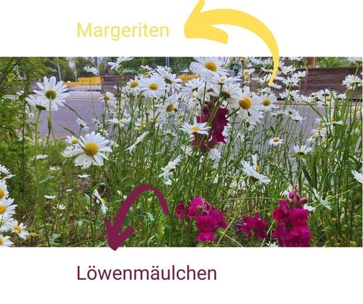 Das Bild zeigt einen Ausschnitt der Wildblumenwiese am Hannah-Arendt-Park. Man sieht pinke Blumen mit hängenden Blüten, die mit "Löwenmäulchen" beschriftet sind und hohe Blumen mit weißen Blüten, welche mit "Margeriten" beschriftet sind.
