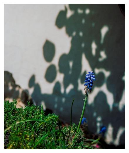 Color photograph of a grape hyacinth in front of a white wall. The shadows on the wall are out of focus, the flower and the green of the plant are sharp in the foreground.