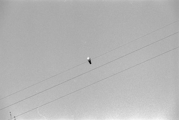 This is a black and white photograph featuring a single bird perched on one of three parallel power lines. The bird is centered in the image, drawing the viewer’s attention. The composition is minimalist, with a clear sky forming the background and a fine grain texture likely due to the use of film. The scene conveys a sense of solitude and calm.