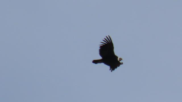 Condor mit gespreizten Federn