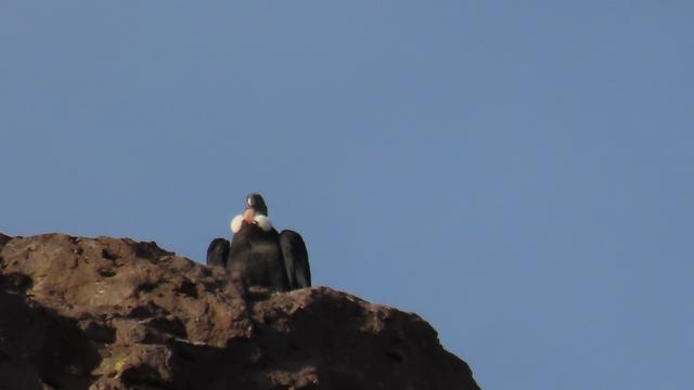 Hoch oben drohnt der Condor