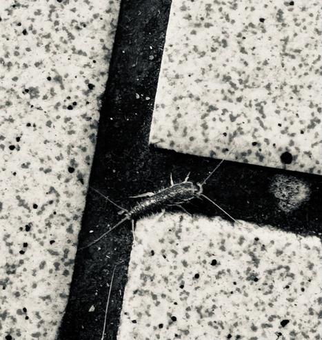 A close-up, black-and-white image of a silverfish crawling on textured, speckled tiles.