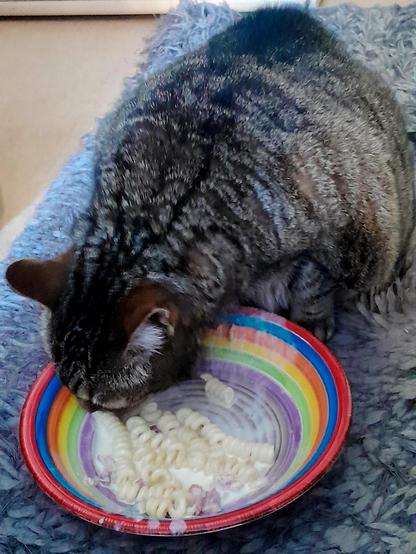 Yoshi One-Eye licks Gorgonzola Sauce out of a bowl, inhaling the more than occasional noodle alongside. There's little chubks of bacon in the sauce, too.