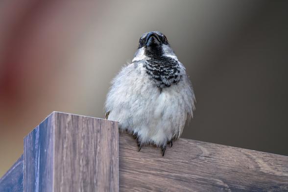 Spatz