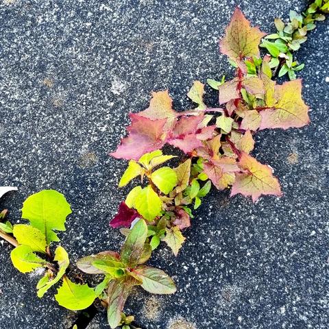 In the picture's  diagonal there is a gap between two stone slabs in which small plants with very different leaf shapes have settled.
