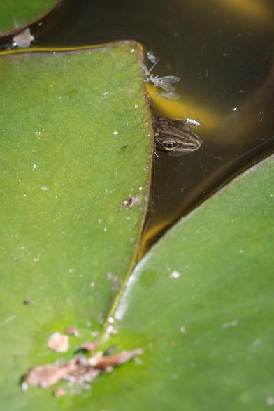 Striped, green-brown head of a newt, with an eye looking towards the camera, peering out from under a lilypad in a garden pond.