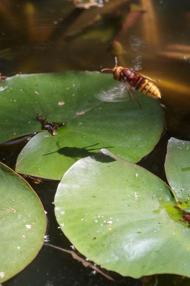 A rather large brown and yellow hornet, wings a blur, caught flying above those sunlit lilypads.