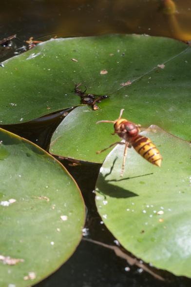 Getting closer to landing, the hornet casting an obvious shadow...