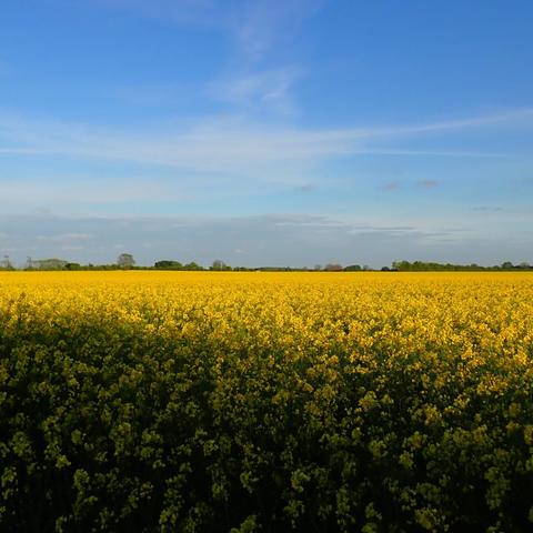 Blå himmel øverst; solbelyst rapsmark i midten og rapsmark i skygge i nederst.