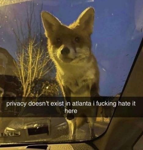 privacy doesn't exist in atlanta i fucking hate it here

there is a fox sitting on the front of a car looking through the front window