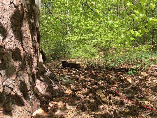 Im Vordergrund ist der Stamm der Kiefer zu sehen. Lilli verschwindet mit ihrem schwarzen Fell im Laub vom letzten Jahr. Dass frische Laub der Buche dominiert den Hintergrund.

Auch hier zeichnet die Sonne Muster auf Stamm und Boden, 
das frische Laub scheint in einer leichten Brise zu flackern,
das leichte Rauschen läßt sich erahnen …