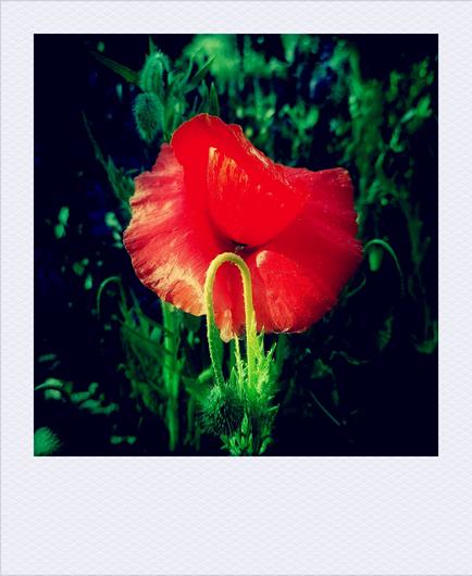 Mohnblüte im Grün.