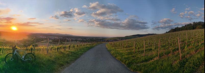 Sonnenuntergang in den Reben. Panoramabild mit Rannrad