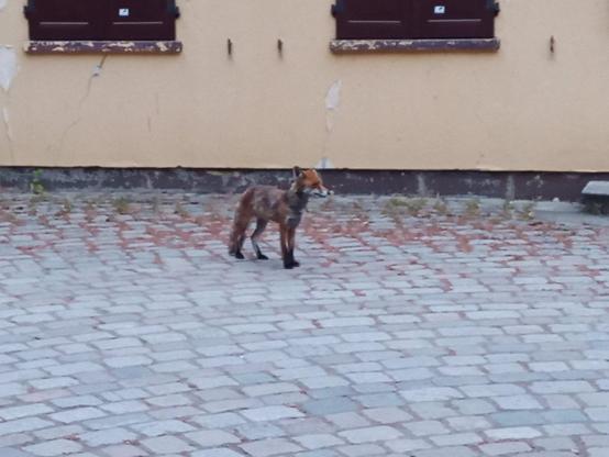 Ein Fuchs mit rotbraunem Fell steht auf einem gepflasterten Platz. Er befindet sich in der Nähe eines Gebäudes mit beigefarbener Fassade, an der Putz abblättert. Zwei Fenster mit geschlossenen, dunkelbraunen Läden sind sichtbar. Der Boden besteht aus unregelmäßig angeordneten grauen und rötlichen Pflastersteinen, zwischen denen teilweise Gras und Unkraut wächst.