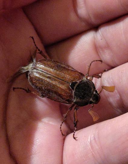 May bug in hand