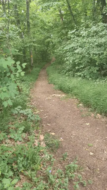 Blick auf einen an dieser Stelle einfachen Trail durch den Wald