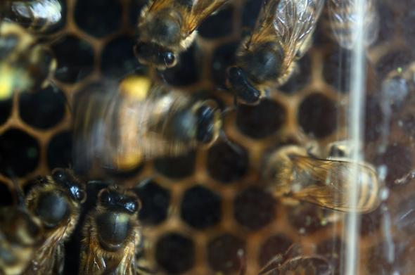 A honey be forager with pollen on its leg is performing a waggle dance on wax comb. The dancing bee shows marked motion blur as she is vigorously shaking her abdomen back and forth. Other bees are facing the dancing bee, presumably to understand where the bee has collected its food. The hexagonal pattern of the wax comb is visible under the bees.