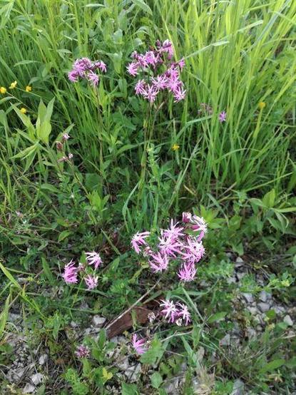 Lila Blüten mit schmalen, tief eingeschnittenen Blütenblättern wachsen zwischen grünem Gras und anderen Pflanzen, z.B. Hahnenfuß auf einem steinigen Boden