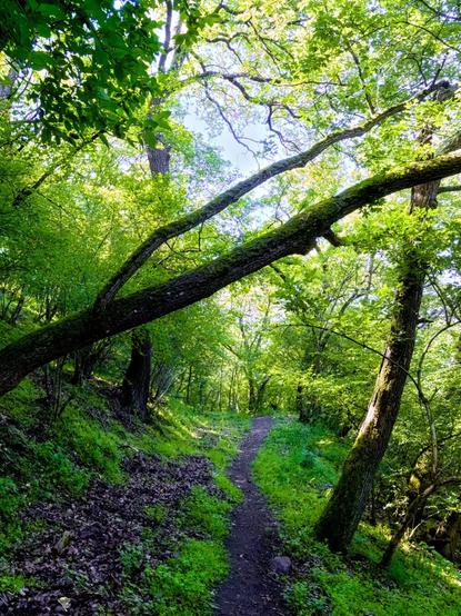 Spring forest with crooked trees