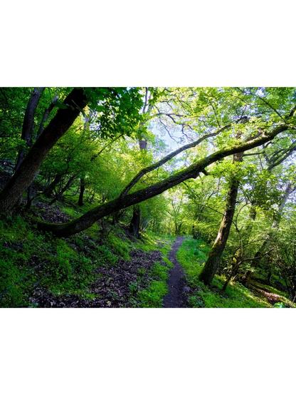 Spring forest with crooked trees