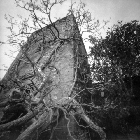 Photograph of a tree whose branches have grown to wrap around the facade of a building.