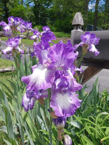 Close-up photo of a frilly purple and white bearded iris in full bloom in front of a black mailbox mounted on a gray, weathered wooden post. Many other bearded irises of the same color are out of focus in the background, encircling the back of the mailbox. The bottom half of the frame is filled with the green leaves of the irises, as well as some daylily plants in front of the mailbox.