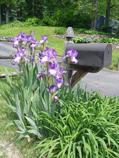 Side-view photo of a black mailbox mounted on a gray, weathered wooden post surrounded by plants. There are many frilly purple and white bearded irises amidst green foliage to the left, encircling the back of the mailbox. To the right, in front of the mailbox, are the bright green leaves of flowerless daylily plants.
