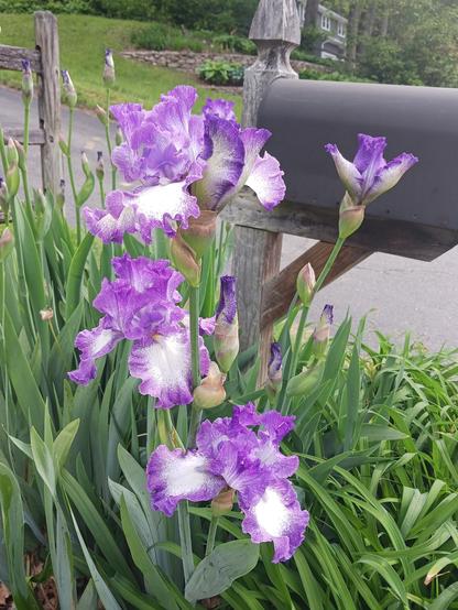 Photo (taken several days before the others) of a couple stalks of frilly purple and white bearded irises in front of a black mailbox mounted on a gray, weathered wooden post. The stalk in the forefront has 3 flowers in bloom at different heights along the stem, and 1 bud not yet open. The stalk just behind it has a flower just beginning to open at the tip of the stem, and 2 buds farther down below it. Additional stalks with buds are in the background. The bottom half of the frame is filled with the green leaves of the irises, as well as some daylily plants in front of the mailbox.