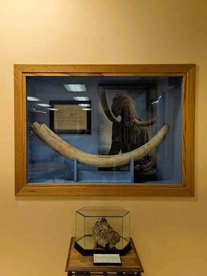 Mammoth tusk