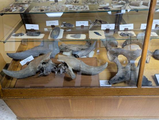 Bison skulls, bones, and some artefacts.
