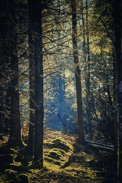 Sunlight dramatically filters through the dense canopy of tall, dark trees in a forest, creating a strong contrast between light and shadow. The light beams down in hazy rays, illuminating patches of vibrant green moss that carpet the uneven forest floor. Fallen branches and twigs are scattered amongst the moss, adding texture to the scene. The tree trunks are a deep, textured brown, and their bare branches reach upwards, creating a tangled network against the brighter background. Deeper in the forest, the light fades, creating a sense of depth and mystery. The overall mood is serene and slightly ethereal, capturing a quiet moment in the woods.