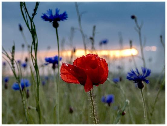 A vibrant red poppy stands out among blue cornflowers in a grassy field, with a softly blurred sunset in the background.