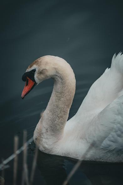 The front half of a swan from side profile as it floats on water. The overall tone of the photo is somewhat dark and moody.